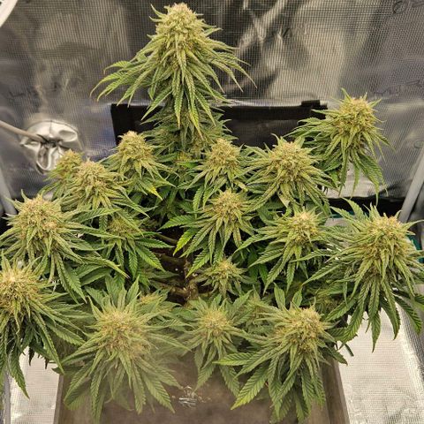 Royal Highness von RQS growlog timeline photo