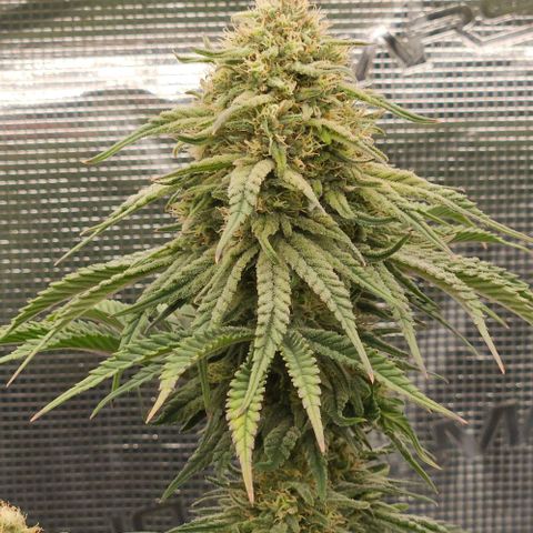 Royal Highness von RQS growlog timeline photo