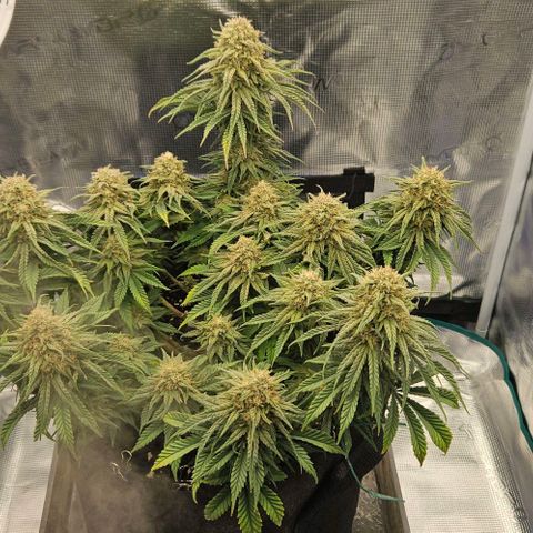 Royal Highness von RQS growlog timeline photo