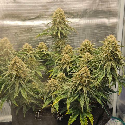 Royal Highness von RQS growlog timeline photo