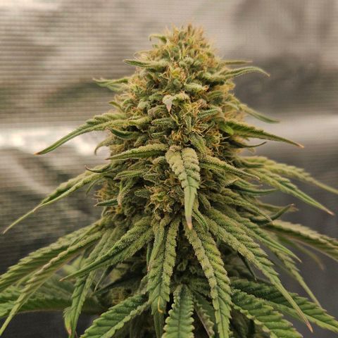 Royal Highness von RQS growlog timeline photo