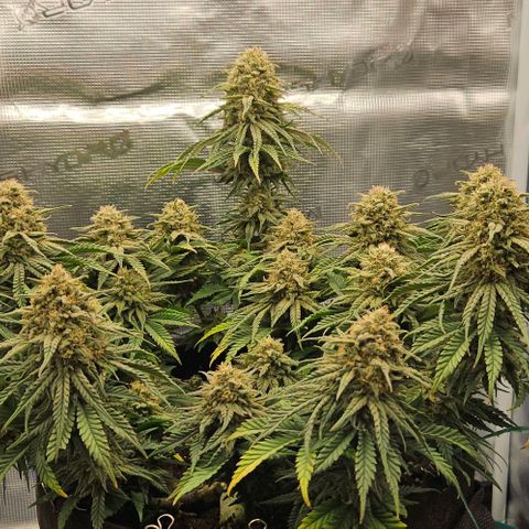 Royal Highness von RQS growlog timeline photo