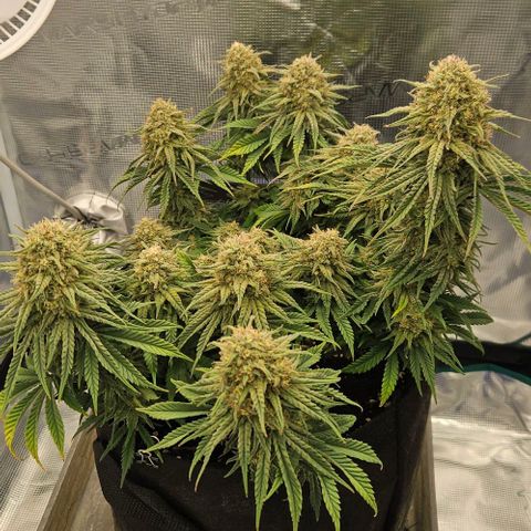 Royal Highness von RQS growlog timeline photo
