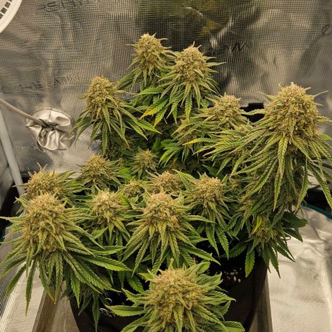 Royal Highness von RQS growlog timeline photo