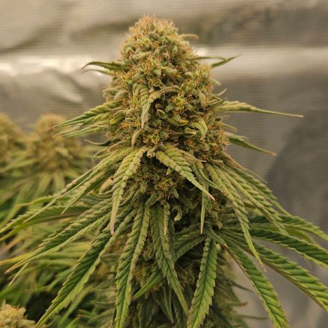 Royal Highness von RQS growlog timeline photo