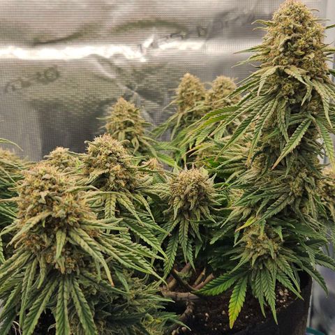 Royal Highness von RQS growlog timeline photo