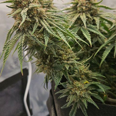 Royal Highness von RQS growlog timeline photo