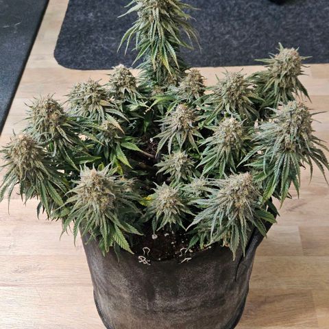 Royal Highness von RQS growlog timeline photo