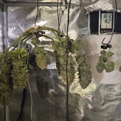 Royal Highness von RQS growlog timeline photo