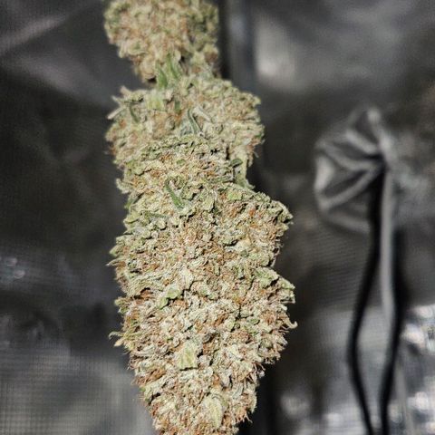 Royal Highness von RQS growlog timeline photo