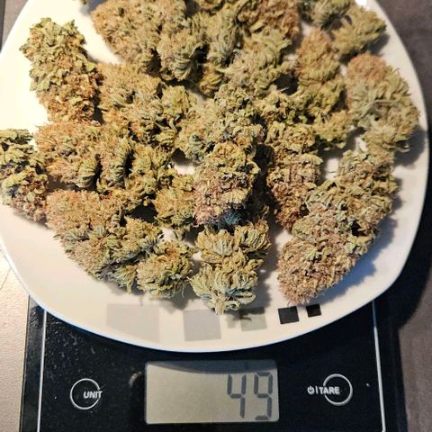 Royal Highness von RQS growlog photo: Big/Head Buds