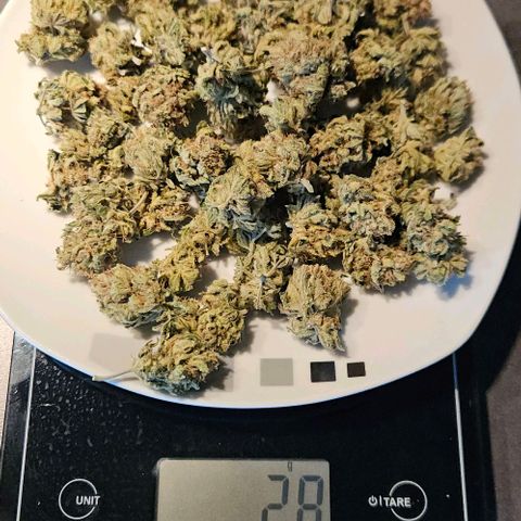 Royal Highness von RQS growlog photo: Small Buds