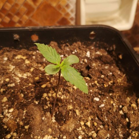 Solomatic CBD growlog timeline photo