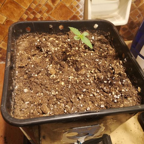 Solomatic CBD growlog timeline photo