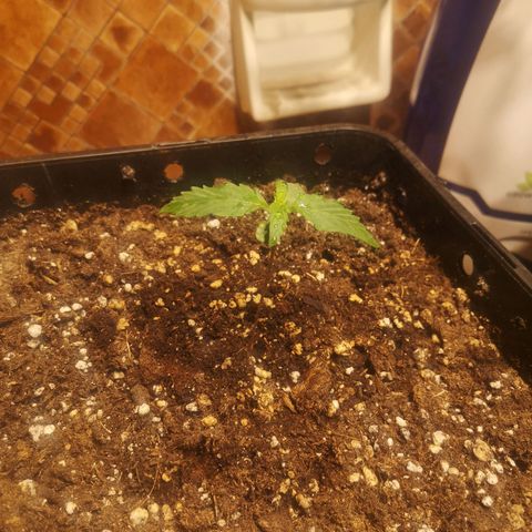 Solomatic CBD growlog timeline photo