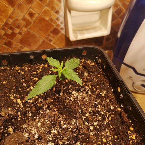 Solomatic CBD growlog timeline photo