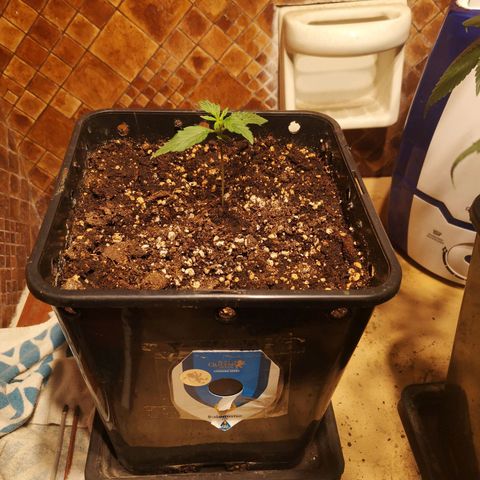 Solomatic CBD growlog timeline photo