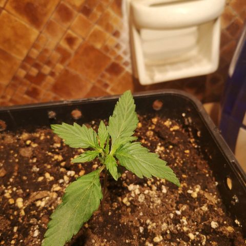 Solomatic CBD growlog timeline photo