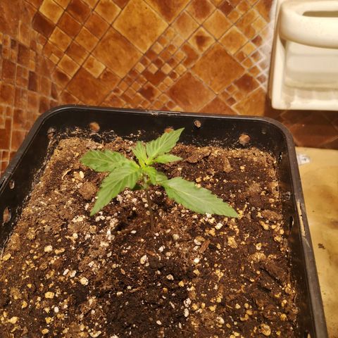 Solomatic CBD growlog timeline photo