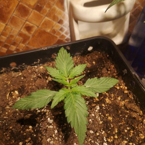 Solomatic CBD growlog timeline photo