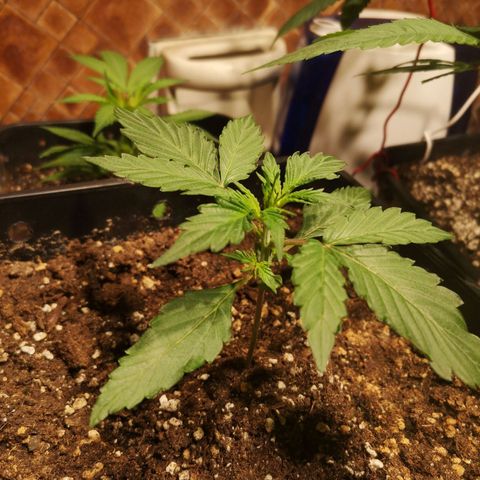 Solomatic CBD growlog timeline photo