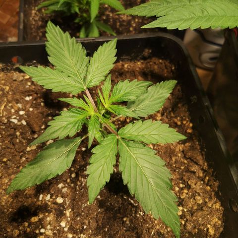 Solomatic CBD growlog timeline photo