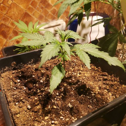 Solomatic CBD growlog timeline photo