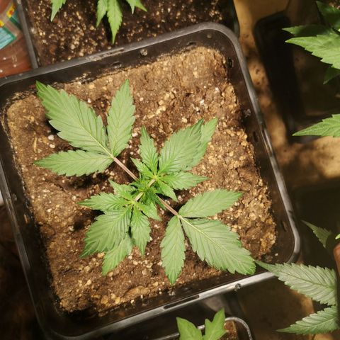 Solomatic CBD growlog timeline photo