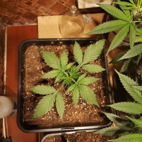 Solomatic CBD growlog timeline photo