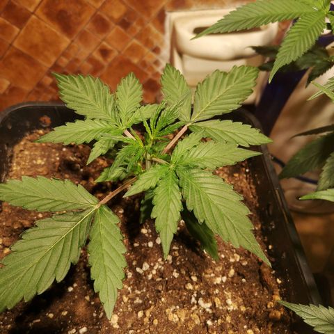 Solomatic CBD growlog timeline photo