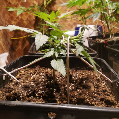 Solomatic CBD growlog timeline photo