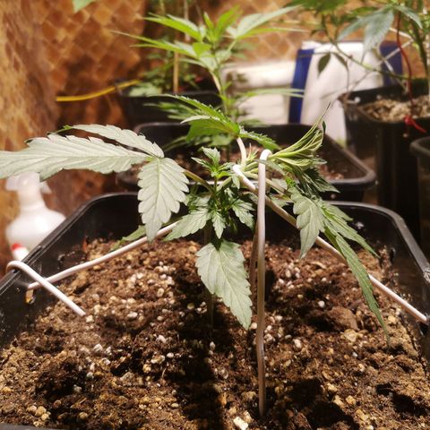 Solomatic CBD growlog timeline photo