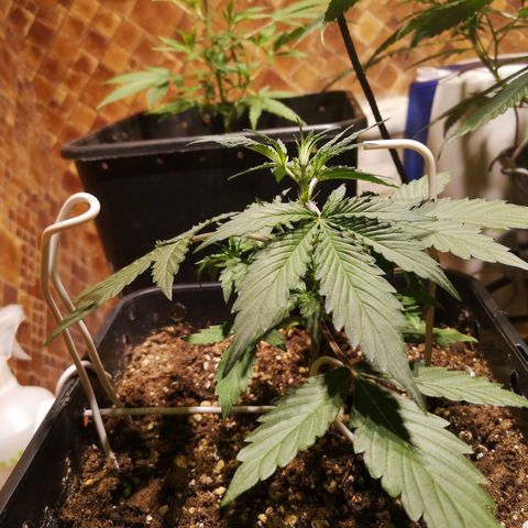Solomatic CBD growlog timeline photo