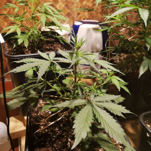 Solomatic CBD growlog timeline photo