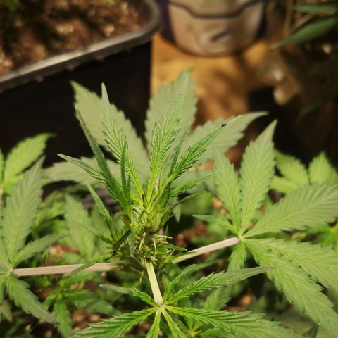 Solomatic CBD growlog timeline photo
