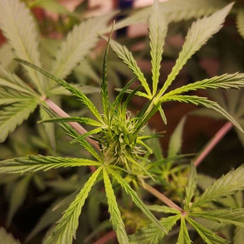 Solomatic CBD growlog photo: Empezando a agarrar fuerza en floracion