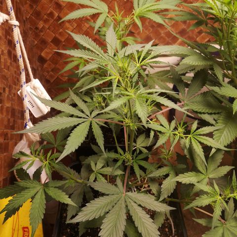Solomatic CBD growlog photo: Empezando a agarrar fuerza en floracion