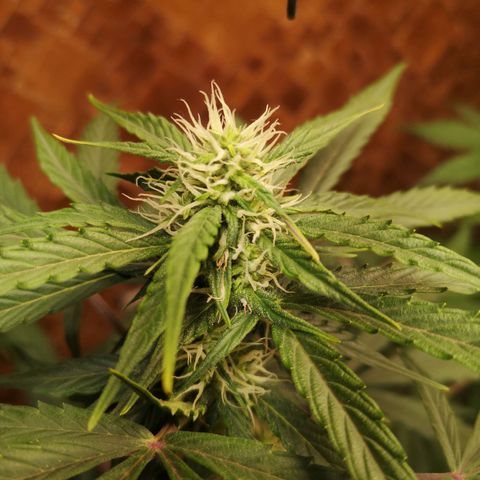 Solomatic CBD growlog timeline photo