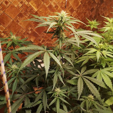 Solomatic CBD growlog timeline photo
