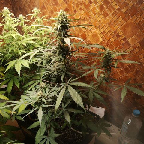 Solomatic CBD growlog timeline photo