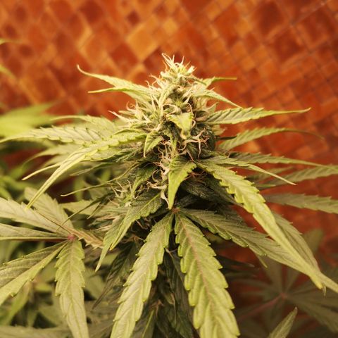 Solomatic CBD growlog timeline photo