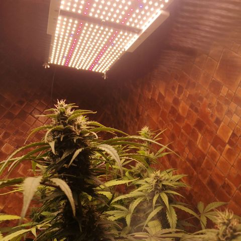 Solomatic CBD growlog timeline photo