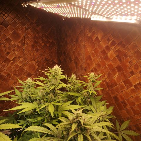 Solomatic CBD growlog timeline photo