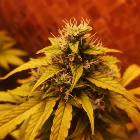 Solomatic CBD growlog timeline photo