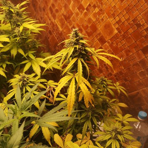 Solomatic CBD growlog timeline photo