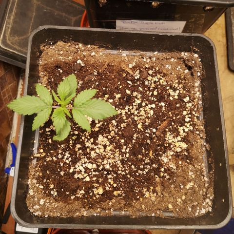 Solomatic CBD 02 growlog timeline photo