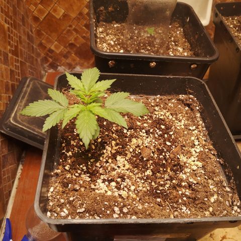 Solomatic CBD 02 growlog timeline photo