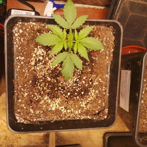 Solomatic CBD 02 growlog timeline photo