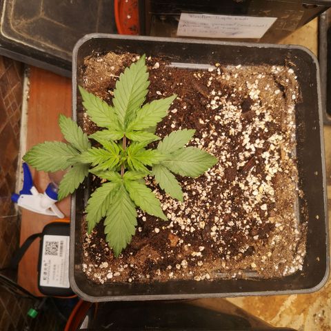 Solomatic CBD 02 growlog timeline photo