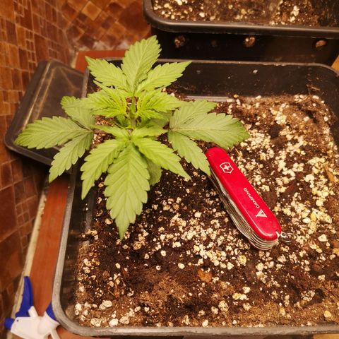 Solomatic CBD 02 growlog timeline photo